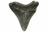 Juvenile Megalodon Tooth - North Carolina #152864-1